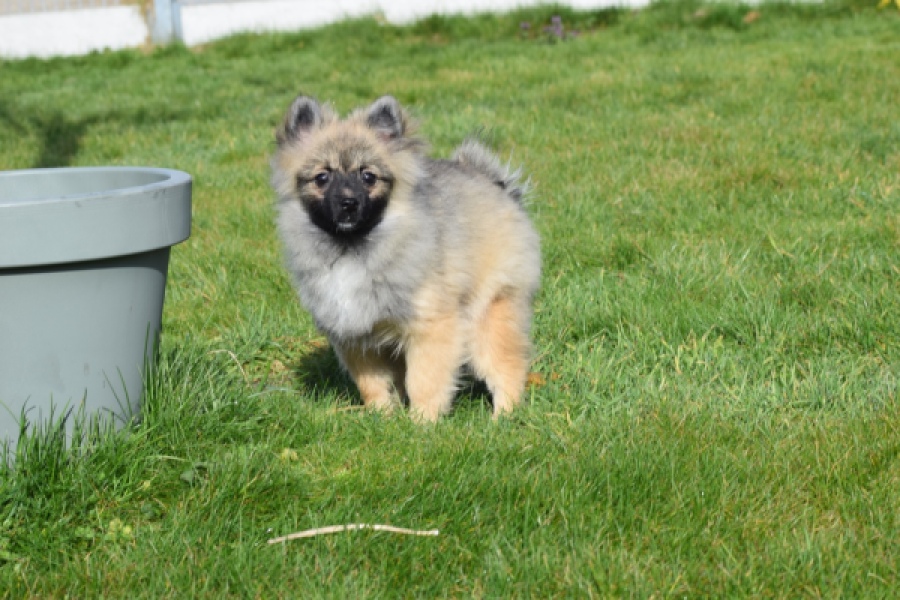 Keeshond (teef) 39412