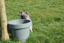 Keeshond (teef) 39412