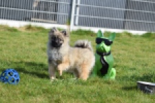 Keeshond (teef) 39412