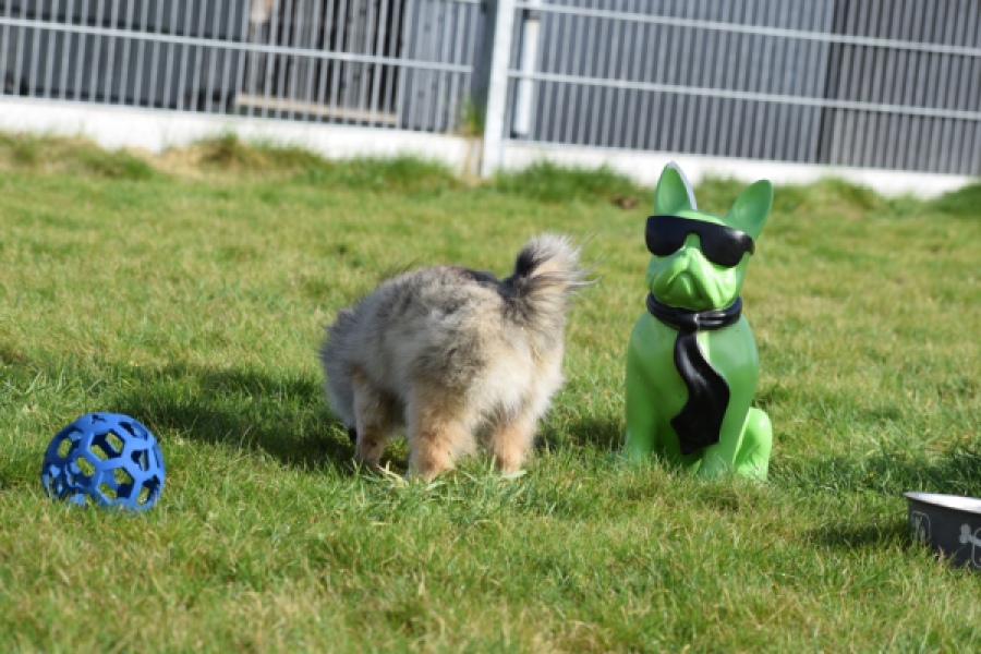 Keeshond (teef) 39412