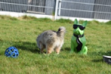 Keeshond (teef) 39412