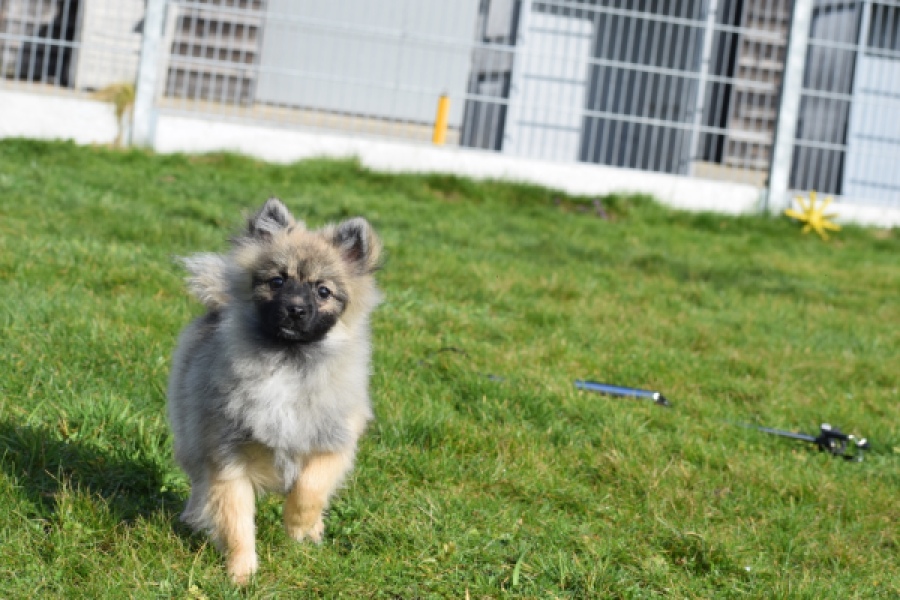 Keeshond (teef) 39412