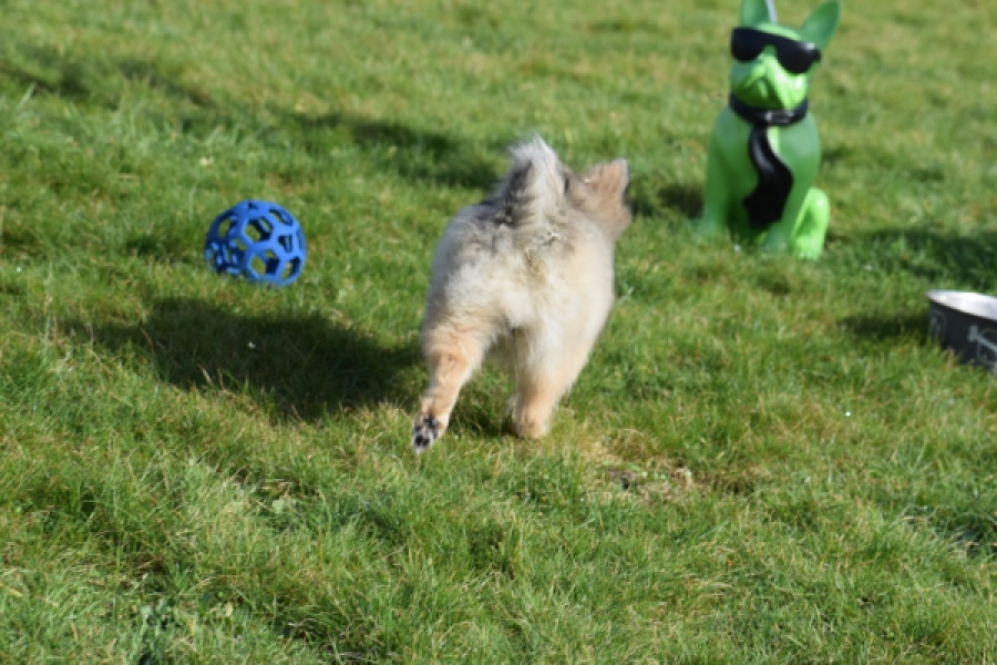 Keeshond (teef) 39412