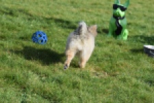 Keeshond (teef) 39412