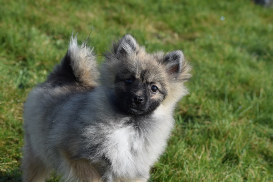 Keeshond (teef) 39412
