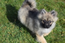 Keeshond (teef) 39412