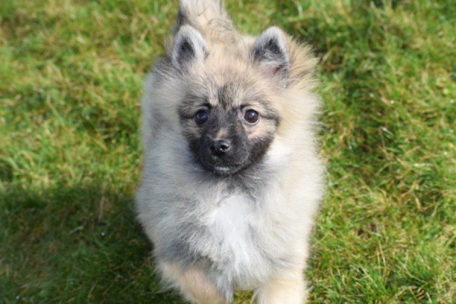 Keeshond (teef) 39412
