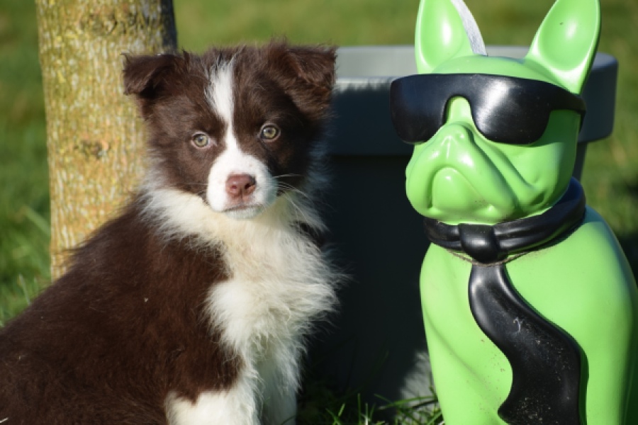 Australische herdershond (teef) 67066