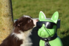 Australische herdershond (teef) 67066