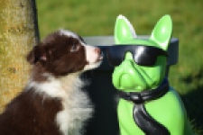 Australische herdershond (teef) 67066