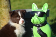 Australische herdershond (teef) 67066