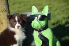 Australische herdershond (teef) 67066