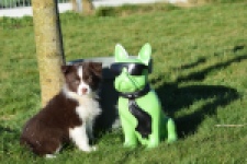 Australische herdershond (teef) 67066