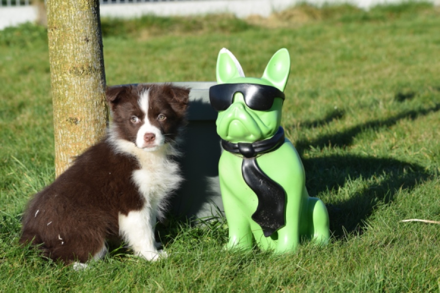 Australische herdershond (teef) 67066