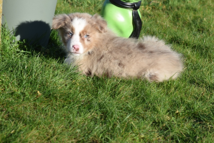 Australische herdershond (reu) 66199