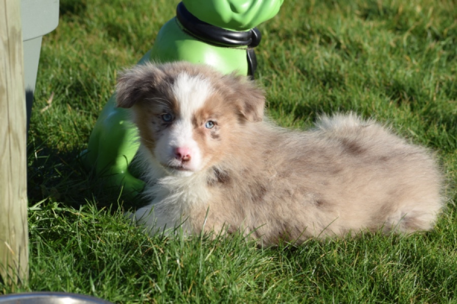 Australische herdershond (reu) 66199