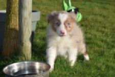 Australische herdershond (reu) 66199