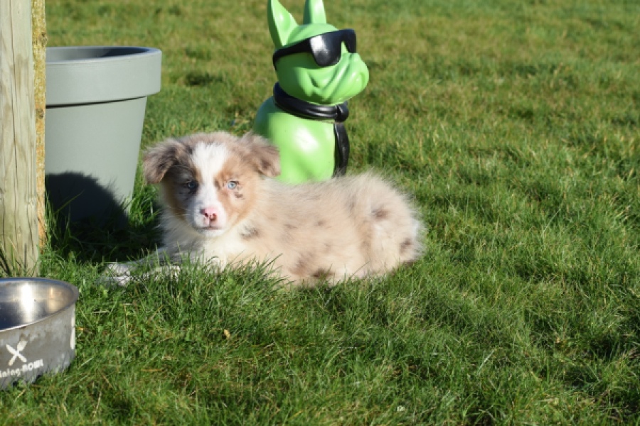 Australische herdershond (reu) 66199