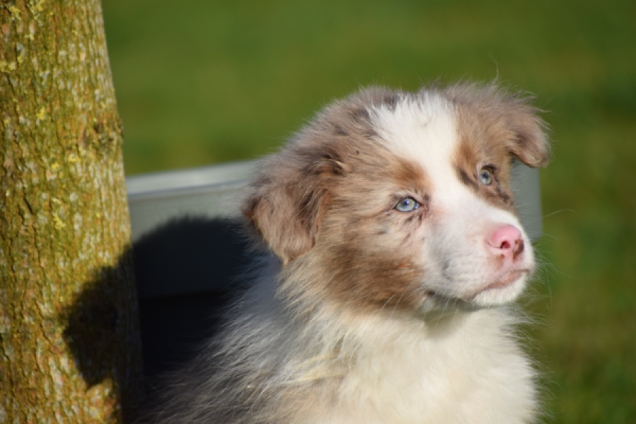 Australische herdershond (reu) 66199