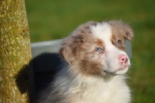 Australische herdershond (reu) 66199