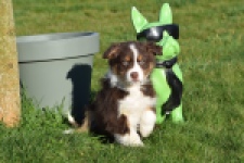 Australische herdershond (teef) 67212