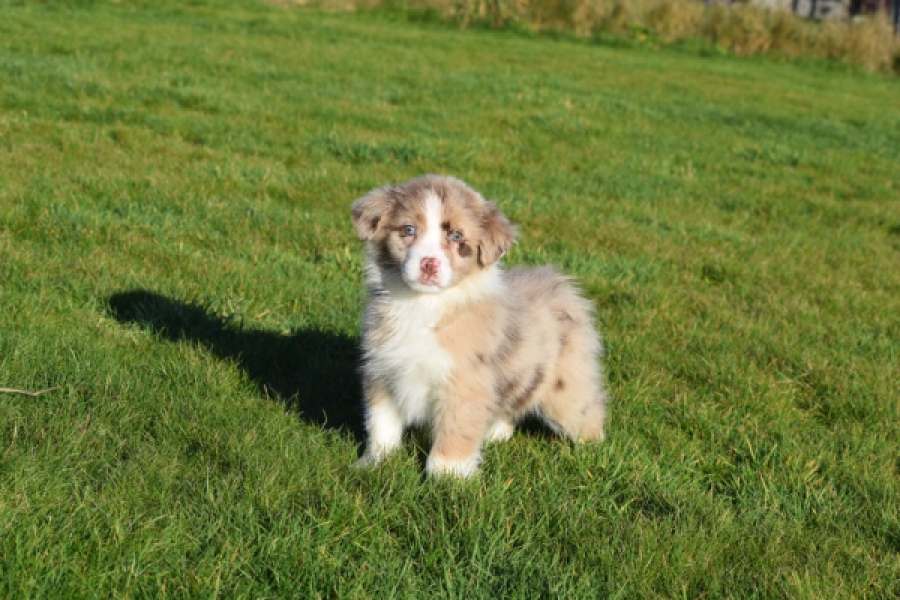 Australische herdershond (reu) 65583