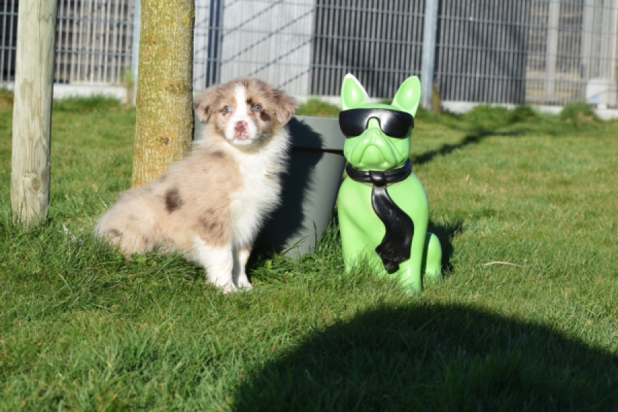 Australische herdershond (reu) 65583