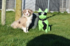 Australische herdershond (reu) 65583