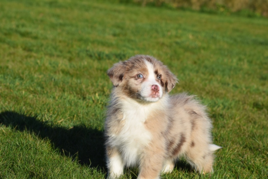 Australische herdershond (reu) 65583