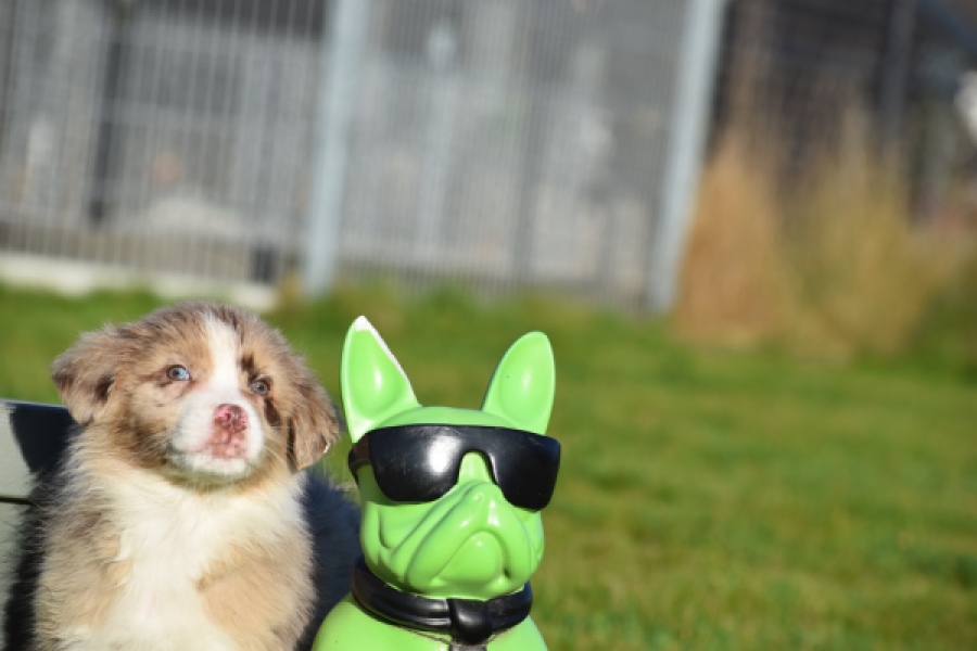 Australische herdershond (reu) 65583