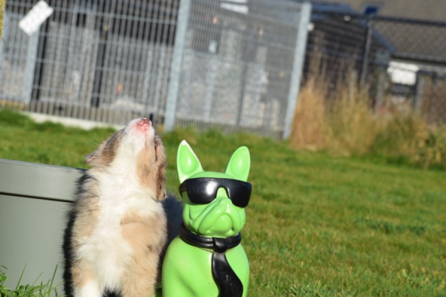 Australische herdershond (reu) 65583