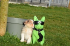 Australische herdershond (teef) 66586