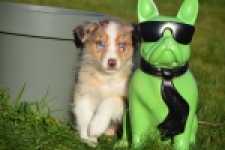 Australische herdershond (teef) 66586