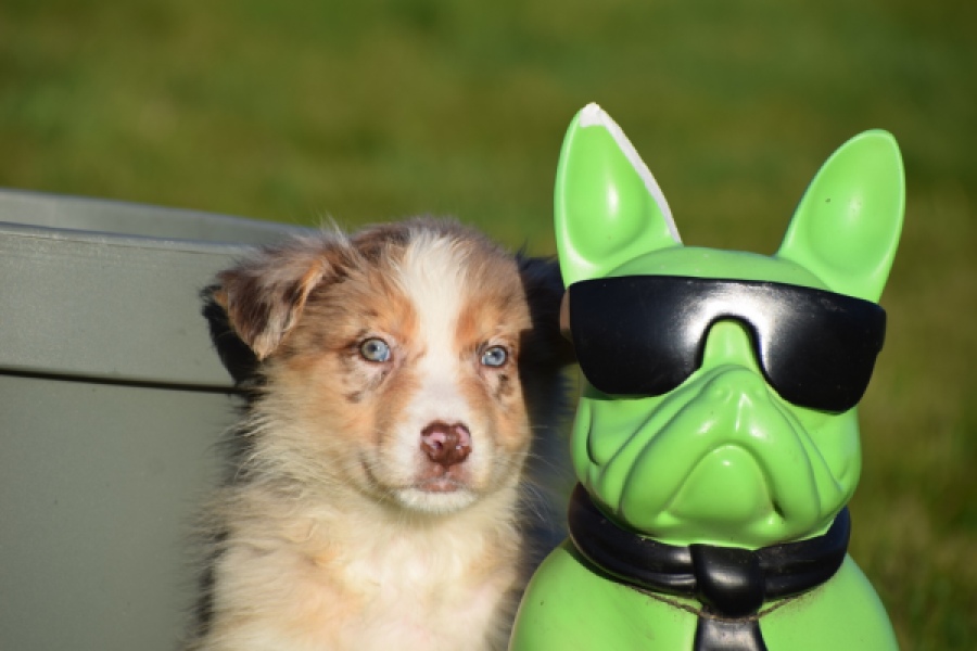 Australische herdershond (teef) 66586