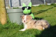 Australische herdershond (teef) 66586