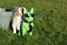 Australische herdershond (teef) 66586