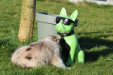 Australische herdershond (teef) 66586