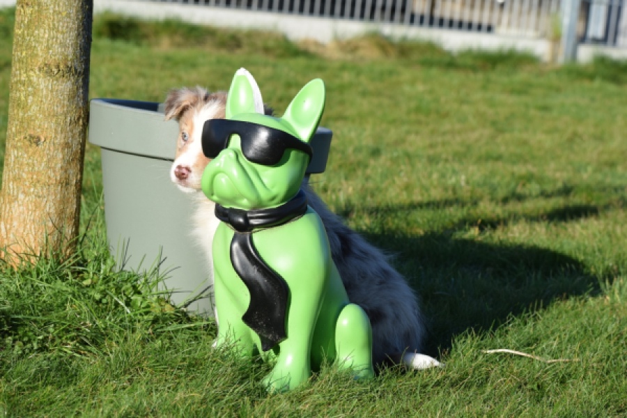 Australische herdershond (teef) 66586