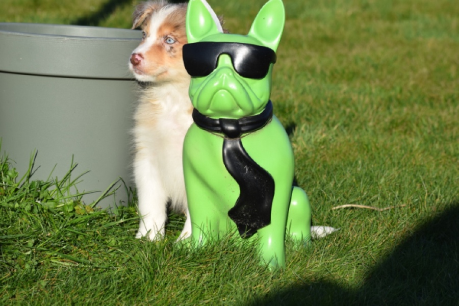 Australische herdershond (teef) 66586