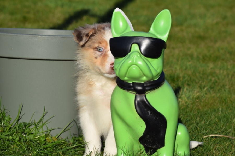 Australische herdershond (teef) 66586