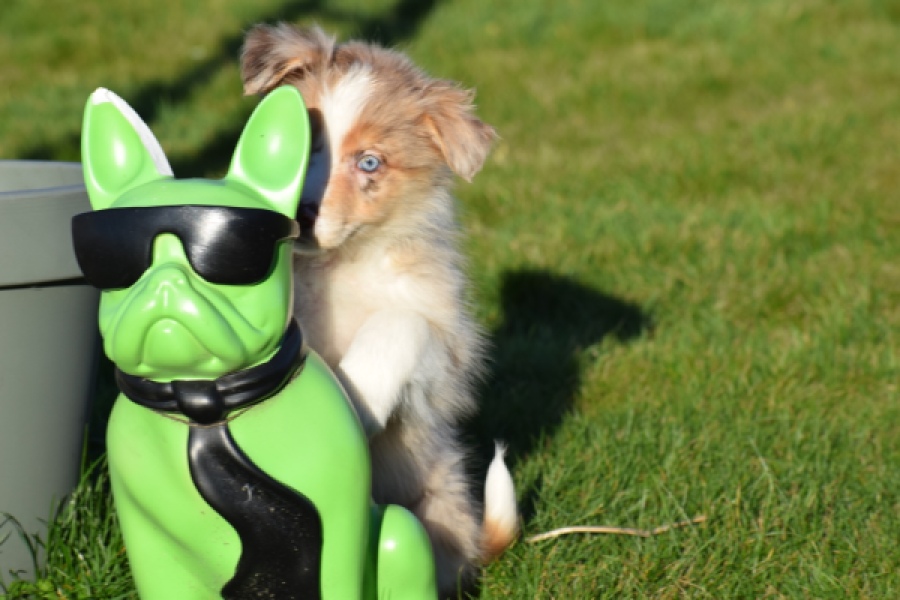 Australische herdershond (teef) 66586