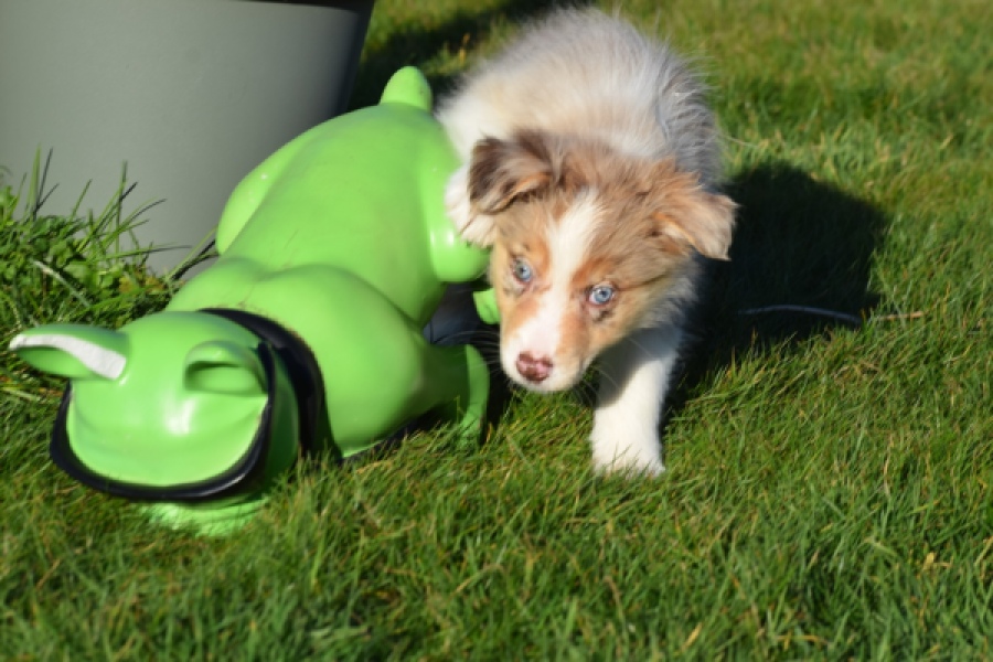 Australische herdershond (teef) 66586