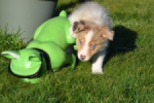 Australische herdershond (teef) 66586