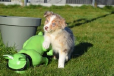 Australische herdershond (teef) 66586