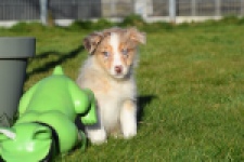 Australische herdershond (teef) 66586