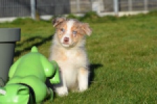 Australische herdershond (teef) 66586