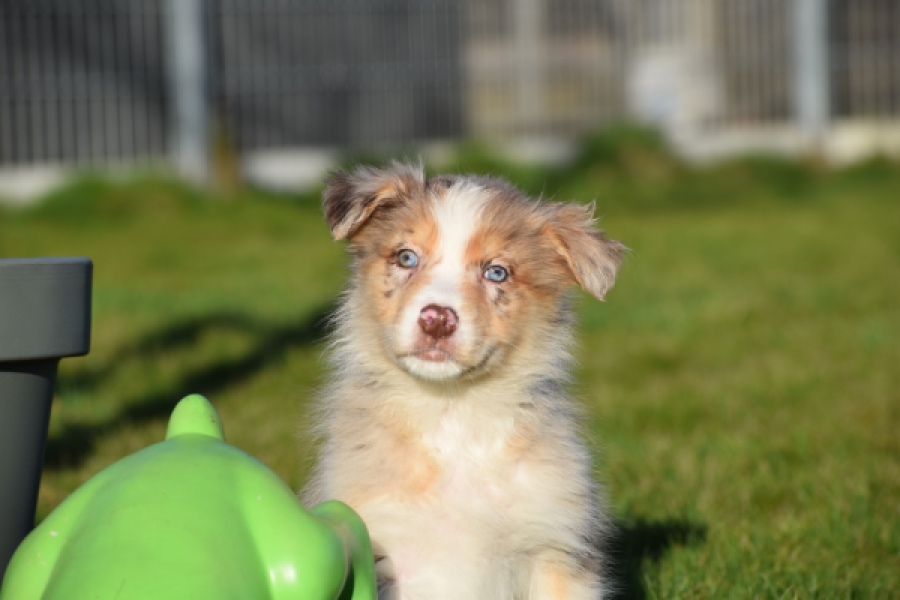 Australische herdershond (teef) 66586