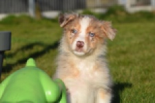 Australische herdershond (teef) 66586