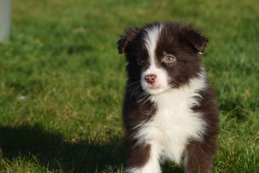 Australische herdershond (teef) 47735