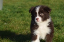 Australische herdershond (teef) 47735